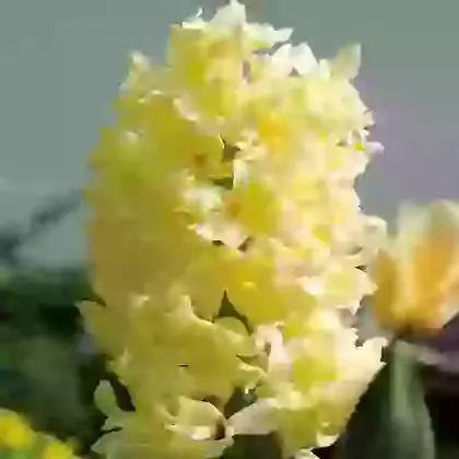 Bowls & Bedding Hyacinths